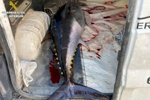 Alerta con la pesca ilegal de atún rojo en Alicante para venderlo en restaurantes
