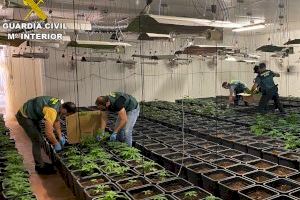 Descubiertas más de 800 plantas de marihuana en una nave de Corbera