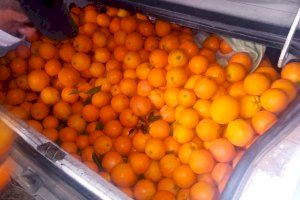 Roben més de 400 quilos de taronges en camps de Sagunt