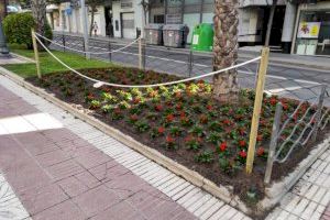Alicante planta flores de primavera en todos los parterres de las principales avenidas