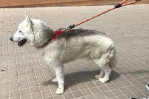 Alzira es personarà com a acusació en el cas del gos brutalment maltractat
