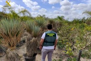 Detenido un vecino de Rafal por el robo de 70 plantas de Yuca Rostrata