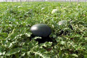 'Que no ens toquen els melons': la llamativa campaña para evitar el robo de sandías en Cullera