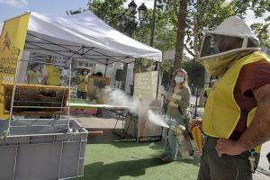 El Ayuntamiento quiere impulsar la apicultura urbana de autoconsumo en el término municipal de València