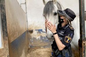La cavalleria de la Policia Local de València compleix 120 anys d'història