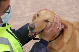 El Refugio de Animales de Paterna consigue hogar a 74 animales desde la web municipal de adopciones