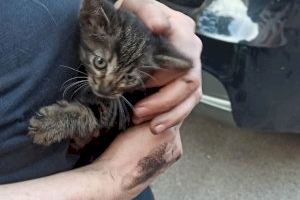 Rescatado un gato que se encontraba en la zona del motor de un vehículo en Almassora