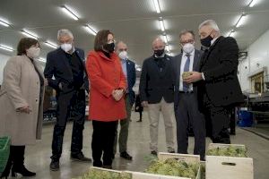 La Diputació de Castelló ajuda la Carxofa de Benicarló a pal·liar el minvament de producció dels últims anys