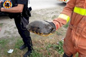 Els bombers rescaten una tortuga a Alzira