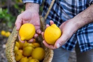 El limón ecológico gana terreno en la Comunitat Valenciana