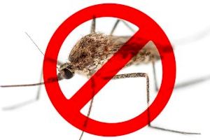 Ante la llegada del verano, el Ayuntamiento de Benidorm e Hidraqua lanzan una campaña para combatir el mosquito tigre