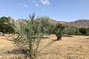 La UMH y el Ayuntamiento firman un convenio de colaboración para fomentar el cuidado y conocimiento de la palmera datilera en el soto I6 del Río Segura