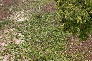 LA UNIÓ reclama al ministre Planas que concedisca ajudes per la pedra d'abril de la Plana Baixa com ha fet amb les zones afectades per la borrasca Filomena