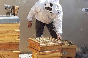 L’Ajuntament de València promourà l’apicultura urbana a les escoles amb tallers divulgatius