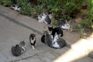 Xàtiva aprova el pla municipal de control de colònies felines urbanes