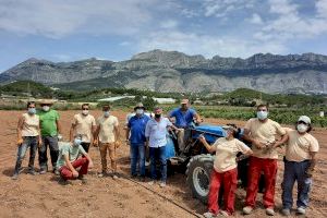 Medi Ambient posa en marxa un projecte de recuperació de vinya a l'entorn del Molí dels Moros