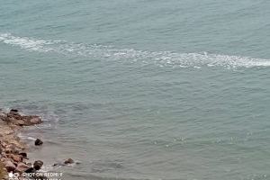 La cridanera taca que apareix i desapareix a la platja d'Oropesa