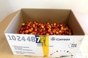 Correos pone en marcha una campaña para el envío de cerezas en cuatro oficinas de Castellón