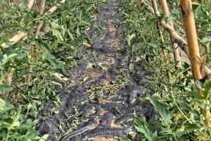 El pedrisco causa daños en 7.000 hectáreas de cultivo en Utiel-Requena, Rincón de Ademuz y Valle de Ayora