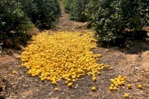 Campaña desastrosa en el limón con unas pérdidas que podrían ser superiores a los 52 millones de euros