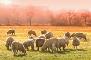 El Consell aprueba la concesión de 950.000 euros en ayudas a explotaciones de reses bravas y de oveja guirra afectadas por la COVID-19