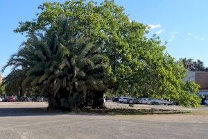 Valencia pedirá la protección de un ficus de un solar del Cabanyal como árbol monumental