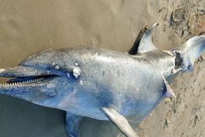 Aparece un delfín muerto en una playa de Castellón
