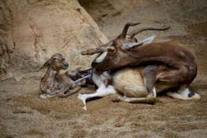 Sorprendente nacimiento en directo de un blesbok en el bioparc de Valencia