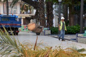 El Ayuntamiento repondrá en los próximos días la palmera infectada por picudo retirada hoy de La Glorieta