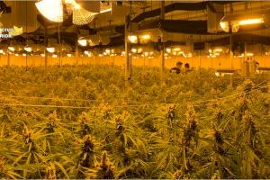 La Guardia Civil desarticula una organización criminal en Sax e incauta casi 5.000 plantas de marihuana