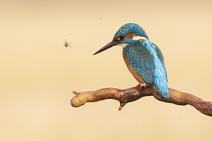 Medio Ambiente destaca el valor pedagógico de la expo fotográfica sobre avifauna de Berbegal