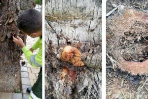 El Ayuntamiento de Villa Joiosa sustituirá 42 ejemplares de palmeras afectadas por el picudo rojo