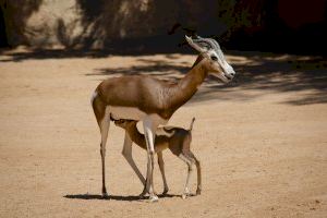 El sorprendente nacimiento en Bioparc de una gacela en peligro crítico de extinción