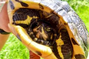 Medio Ambiente lleva a cabo una campaña de control de la tortuga de Florida en la desembocadura del río Algar