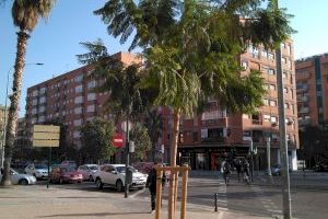 La València més verda: es planten més de 2.500 arbres des 2020