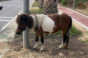 Un poni perdido busca hogar en Alicante