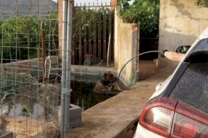 In extremis: Salven a un gos que va estar a punt de morir ofegat a la Vall d'Uixó
