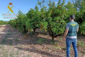 Oleada de robos en campos de naranjas de Castellón para venderlas en Barcelona