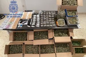Operación antidroga en Alzira: dieciséis detenidos por cultivo de marihuana