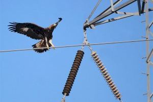 Vint mesures per a evitar morts d'aus en línies elèctriques