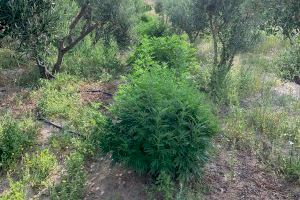 Policía acude por una poda ilegal y se encuentra con una plantación ilegal de marihuana en Elche