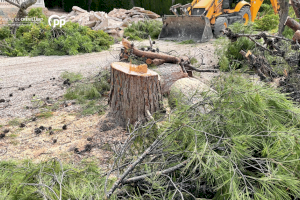 El PP denuncia que el Tripartito ha pasado de “Salvemos el Parque” a arrancar numerosos  árboles