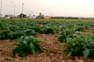 La Conselleria de Agricultura impulsa proyectos para adaptar el material vegetal al cambio climático