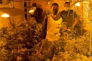 Hallan más de 700 plantas de marihuana en dos viviendas de Jalance y Canals en Valencia