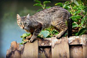 L'Ajuntament d'Alcoi rep una subvenció de Diputació per a l'esterilització de colònies urbanes de gats sense propietari