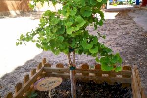 El CEIP Fernando de los Ríos planta tres árboles para el recuerdo de Paco, Toni y Urbano