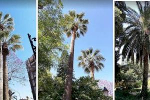 El OAM de Parques y Jardines realiza cirugías y endoterapia en las palmeras para el control del picudo rojo