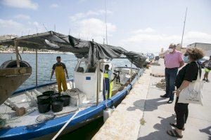 Ajuntament de Gandia i Confraria de pescadors del Grau reediten l’acord per a recollir les meduses de les nostres platges en temporada estival