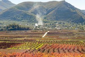 El Suprem posa fi a la guerra del vi entre Utiel-Requena i Alacant enfront de València