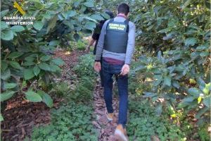 Gran robo en los campos de la Marina Alta y Baixa: roban una tonelada y media de aguacates